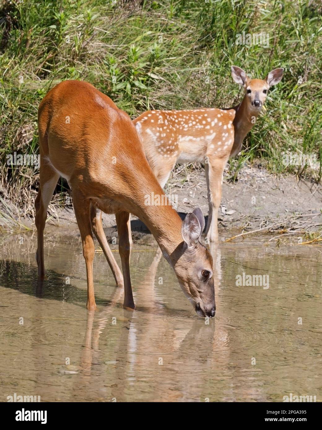 Weißwedelhirsche, die Wasser aus Fish Creek in Calgary, Alberta, Kanada, trinken. (Odocoileus virginianus) Stockfoto