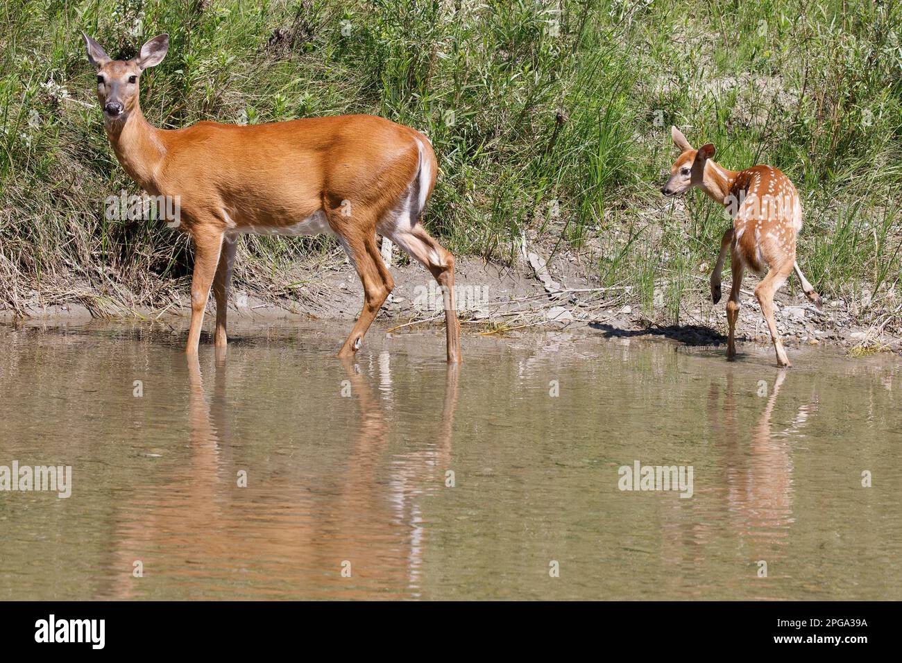 Weißwedelhirsche, die am Ufer von Fish Creek stehen und ihr Jungfräulein hüpfen und spielen, in Calgary, Alberta, Kanada. (Odocoileus virginianus) Stockfoto