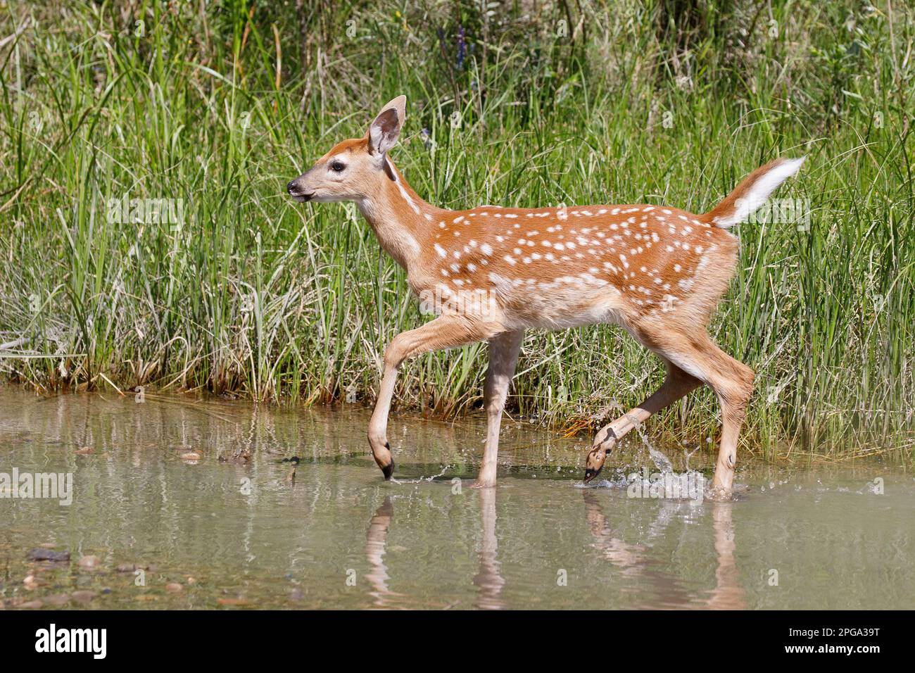 Im Fish Creek Provincial Park in Calgary, Alberta, Kanada, planschen Weißwedelhirsche am Ufer des Flusses. (Odocoileus virginianus) Stockfoto