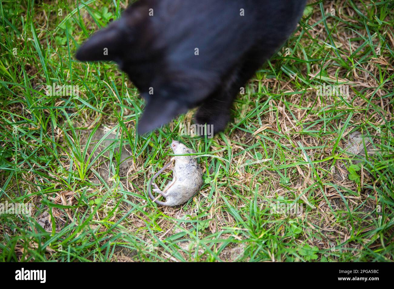 Eine schwarze Katze, die mit einer toten Maus spielt, die auf dem Boden liegt Stockfoto