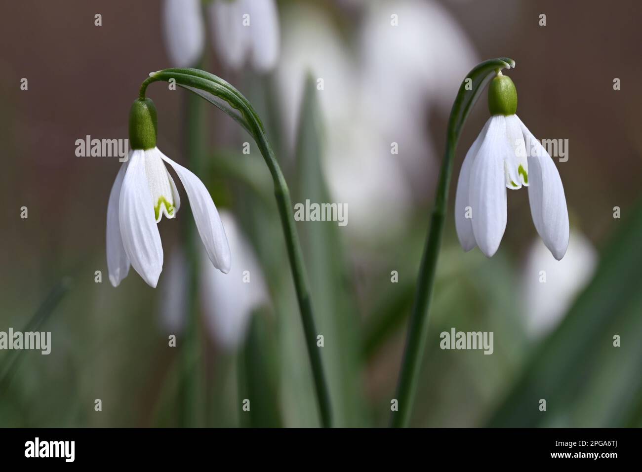 Nahaufnahme blühender weißer Schneeglöckchen in einer natürlichen Umgebung im frühen Frühjahr Stockfoto