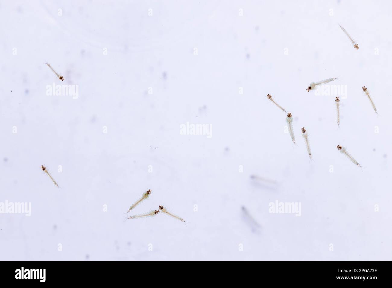 Aedes-aegypti-Larven im Wasser. Stockfoto