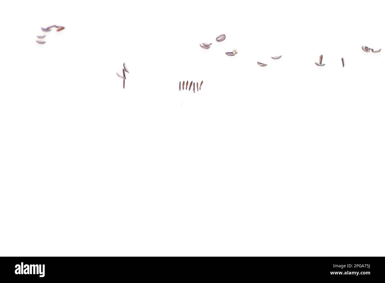 Aedes-aegypti-Eier auf Filterpapier Stockfoto