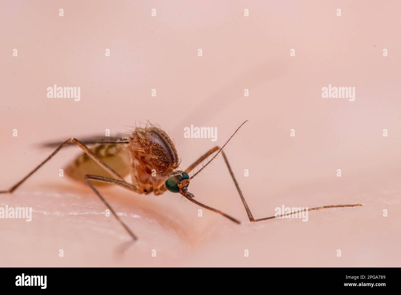 Culex pipiens, gemeinhin als gemeine Hausmücke bezeichnet Stockfoto