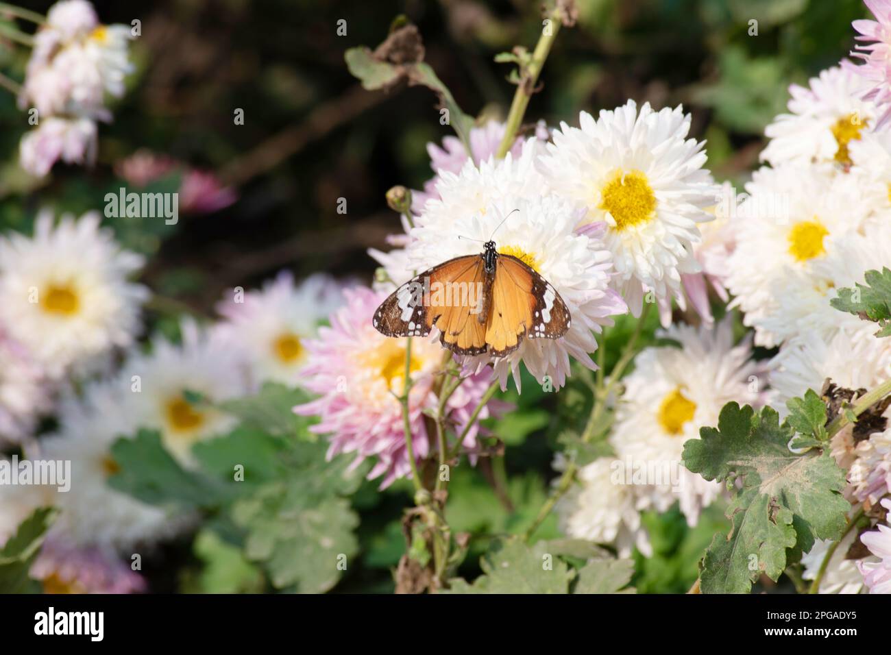 Schmetterling auf Blume, natürliche indianerinsekten Stockfoto