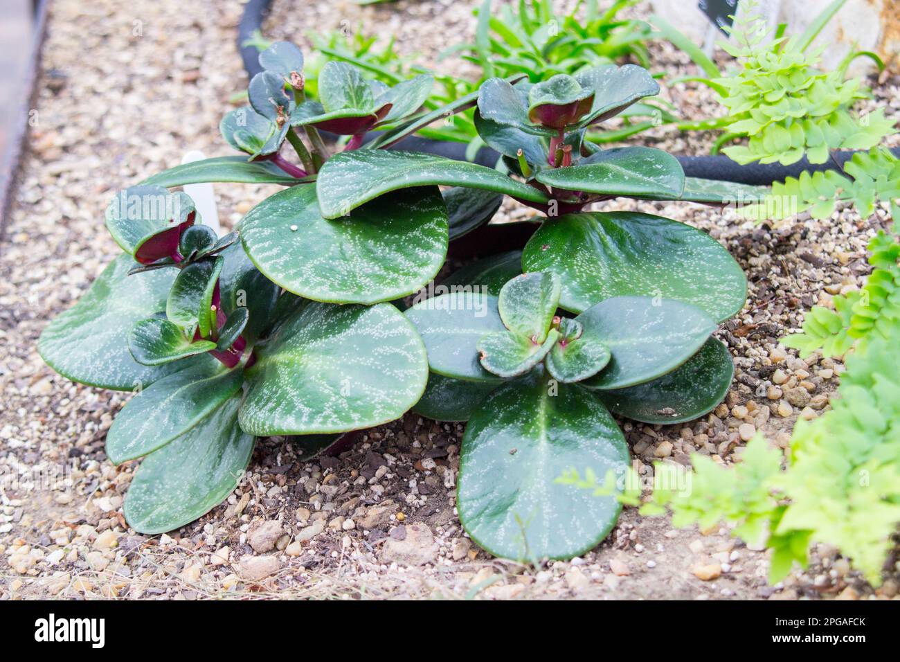 Pondoland Crassula (Crassula Streyi) Seltenes Sukkulent, auch bekannt ...