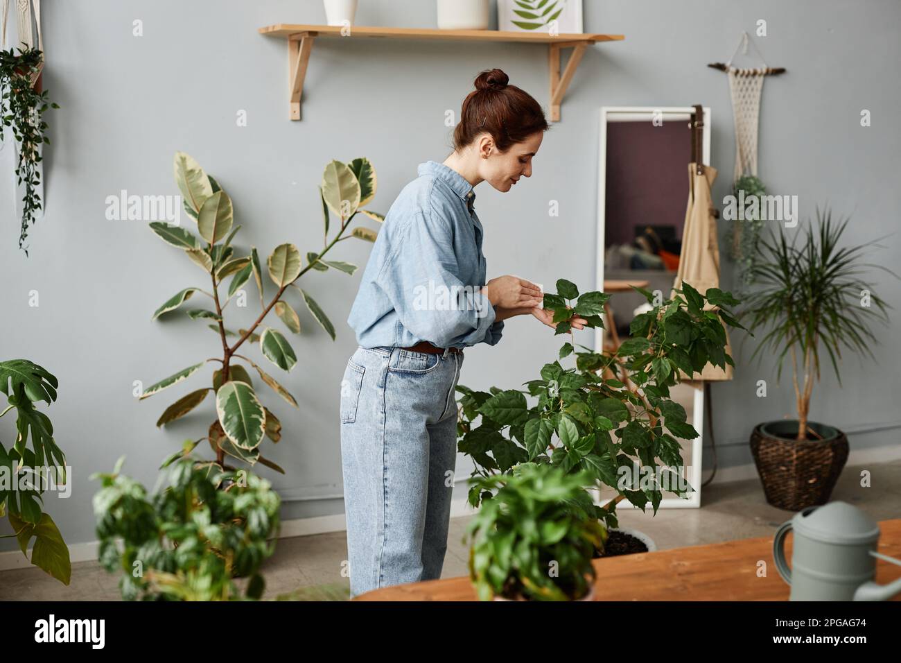 Seitliches Porträt einer lächelnden jungen Frau, die sich zu Hause um üppiges Grün kümmert und Pflanzen untersucht Stockfoto