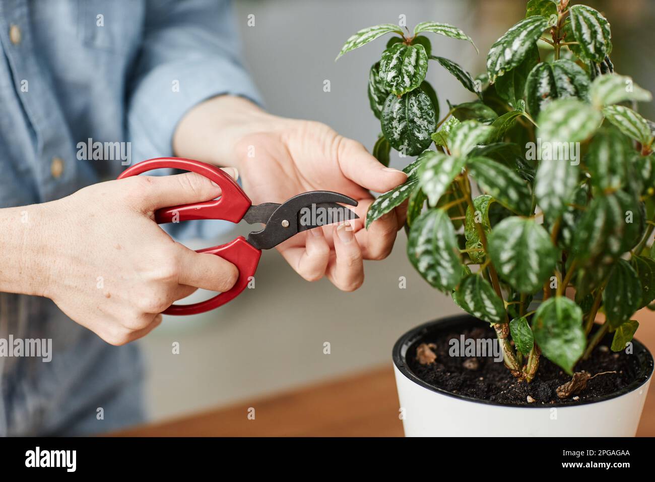 Nahaufnahme Frau, die sich um Topfpflanzen im Haus kümmert und einen Hochentaster hält Stockfoto