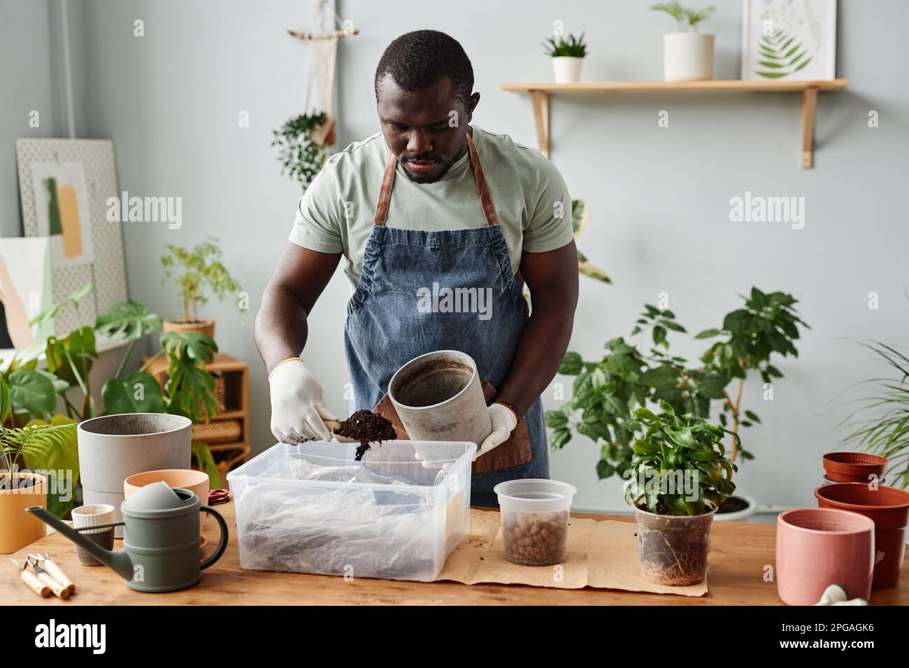 Porträt des Schwarzen, der im Haus Pflanzen umtopft und frische Bodenmischungen, Kopierraum, sammelt Stockfoto