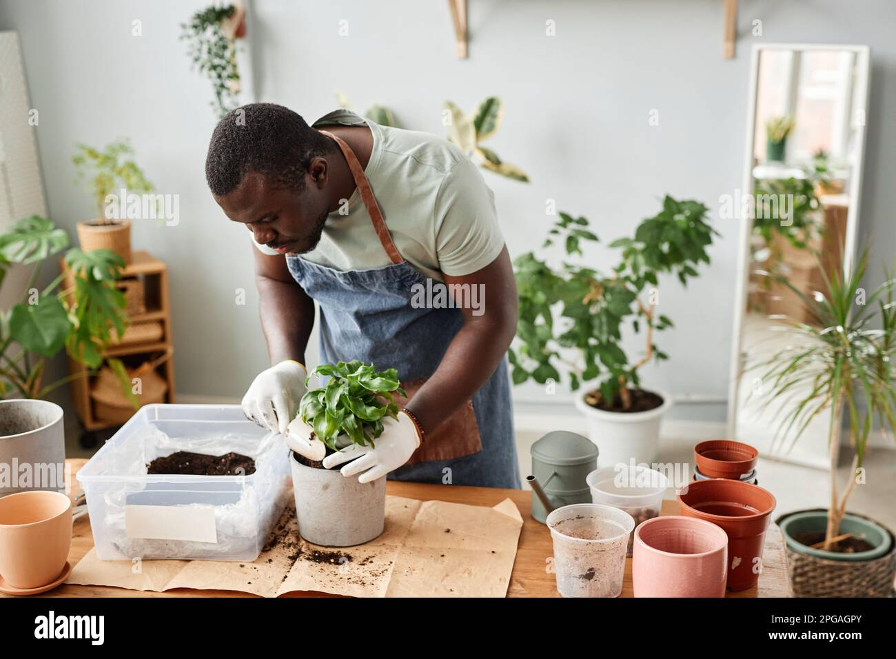 Porträt hoch, wie ein afroamerikanischer Mann Pflanzen drinnen umtopft, indem er die Bodenmischung und den Kopierraum vorsichtig aufsammelt Stockfoto