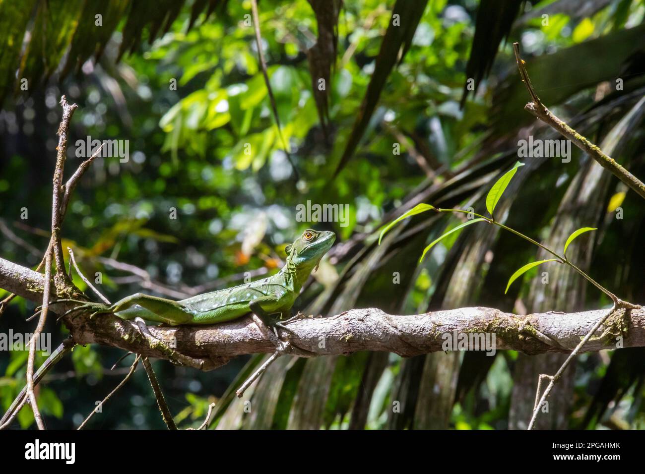 Tortuguero-Nationalpark, Costa Rica - eine weibliche Smaragdbasiliske (Basiliscus plumifrons). Es wird allgemein Jesus Christus Lizard genannt, weil es jung ist Stockfoto