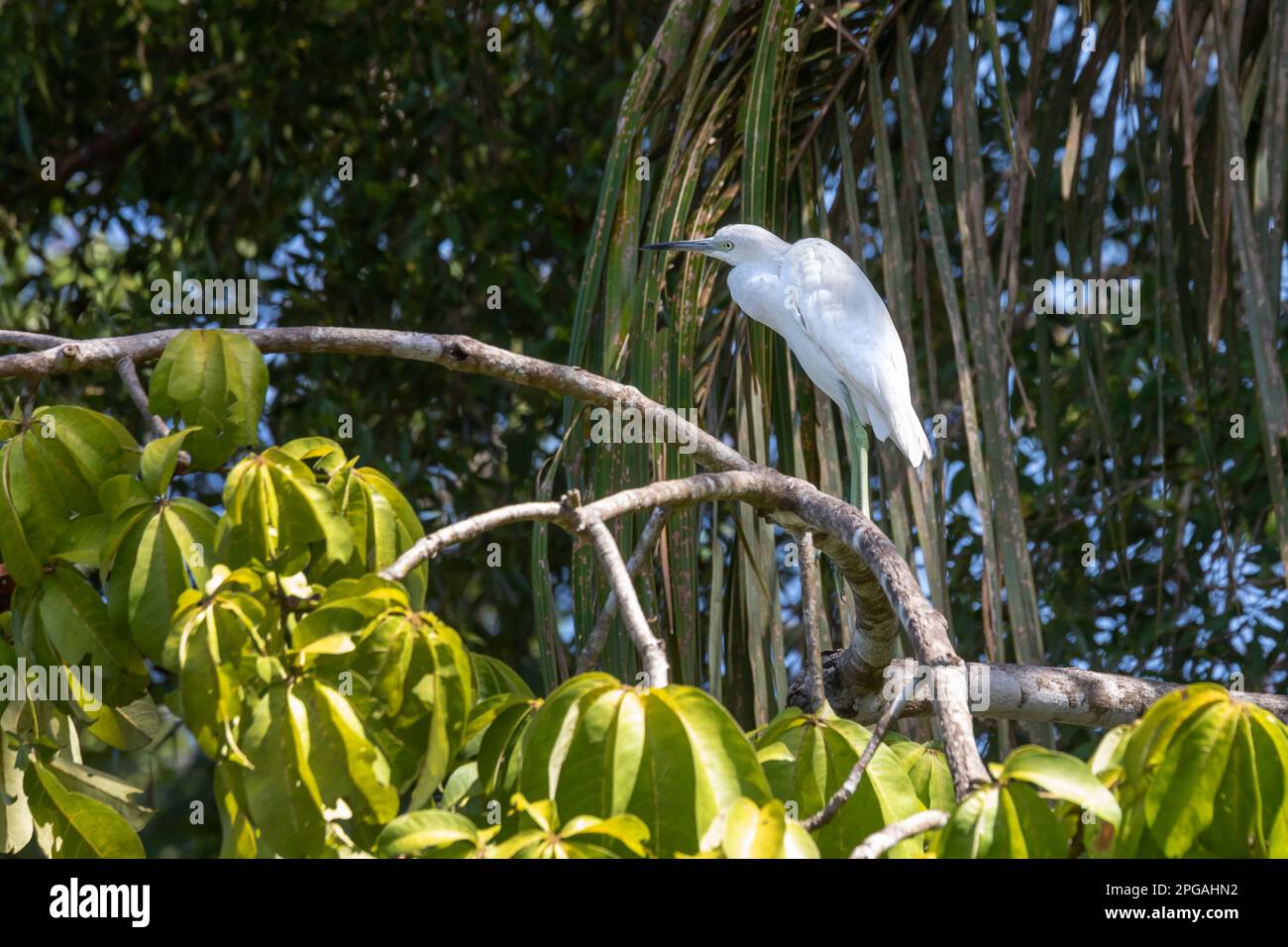 Tortuguero-Nationalpark, Costa Rica - Ein junger kleiner blauer Reiher (Egretta caerulea). Stockfoto