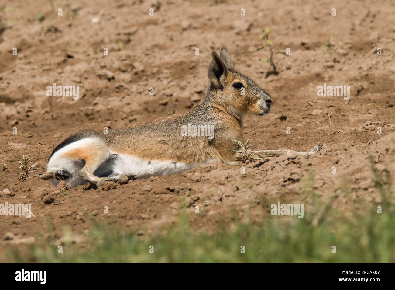 Patagonia Mara, Provinz La Pampa, Patagonien, Argentinien. Stockfoto