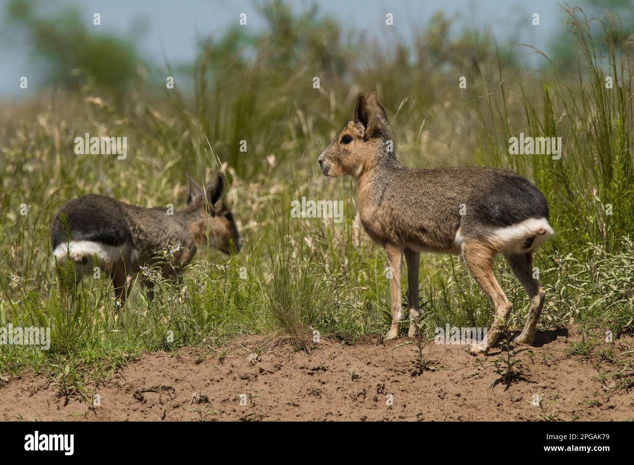 Patagonia Mara, Provinz La Pampa, Patagonien, Argentinien. Stockfoto