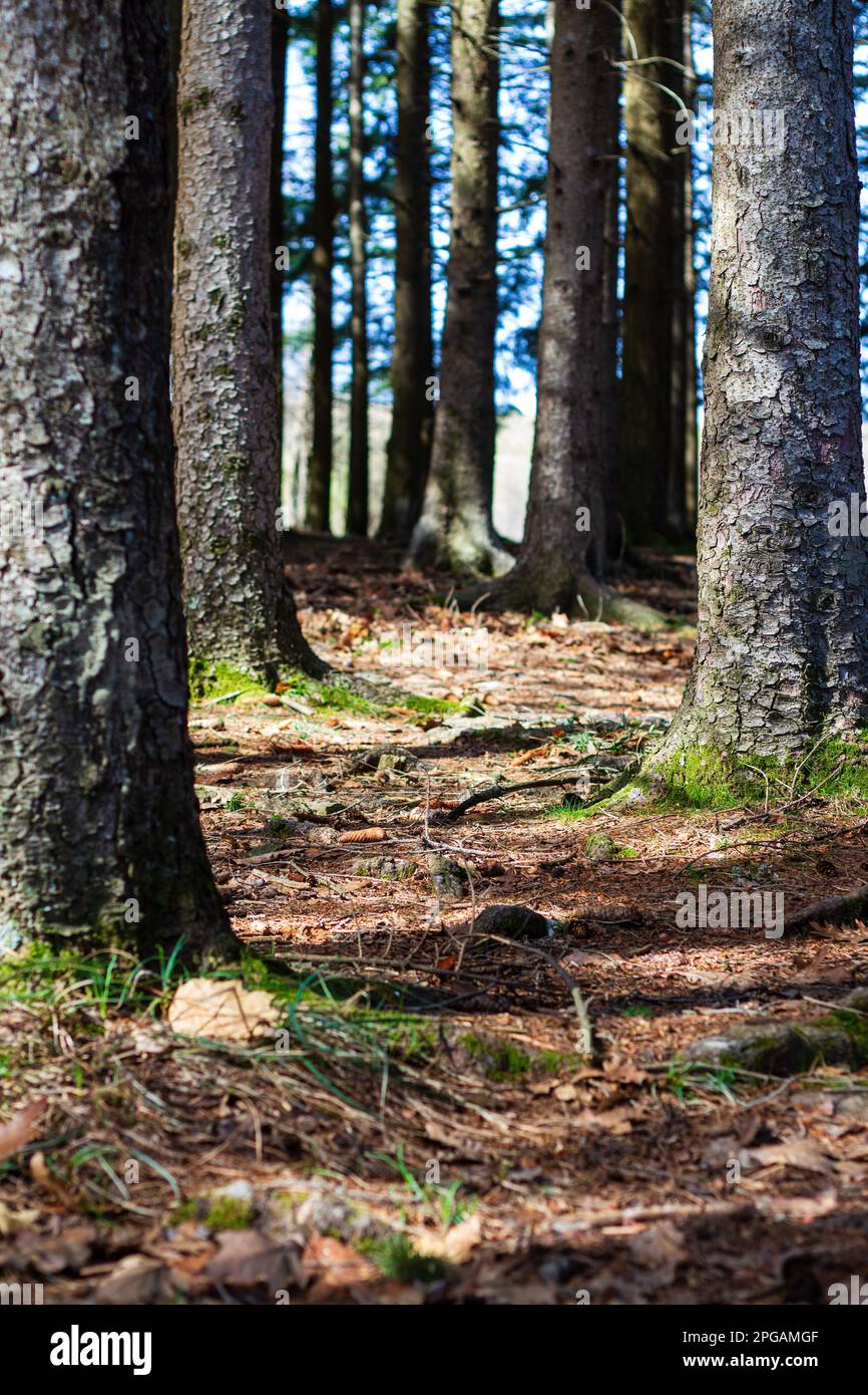Der Regionalpark der Suviana und BrasimoneSeen ist ein