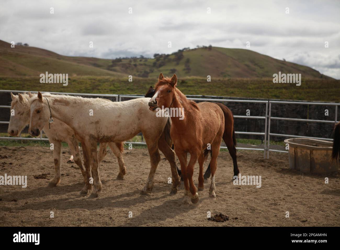 Wilde Pferde (Mustangs) in einem Korral, Kalifornien. Diese Mustangs sind vom Fox Hog und High Rock HMAS Stockfoto