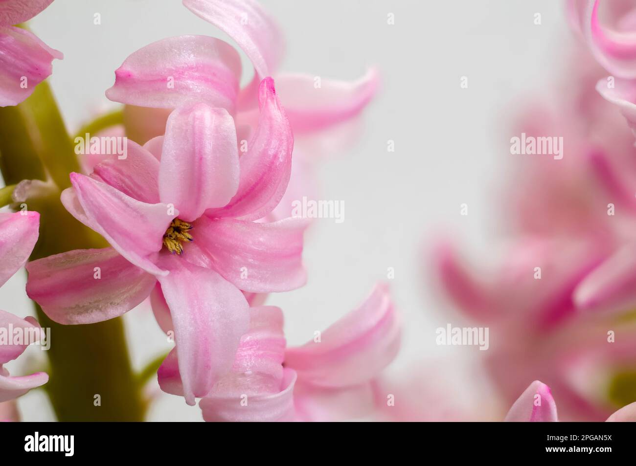 Rosa Hyazinth (Hyacinthus), blühende stattliche Blüte, zarte, intime glockenförmige Blumen, dekorative Frühlingspflanze auf einem hellen Hintergrund Stockfoto