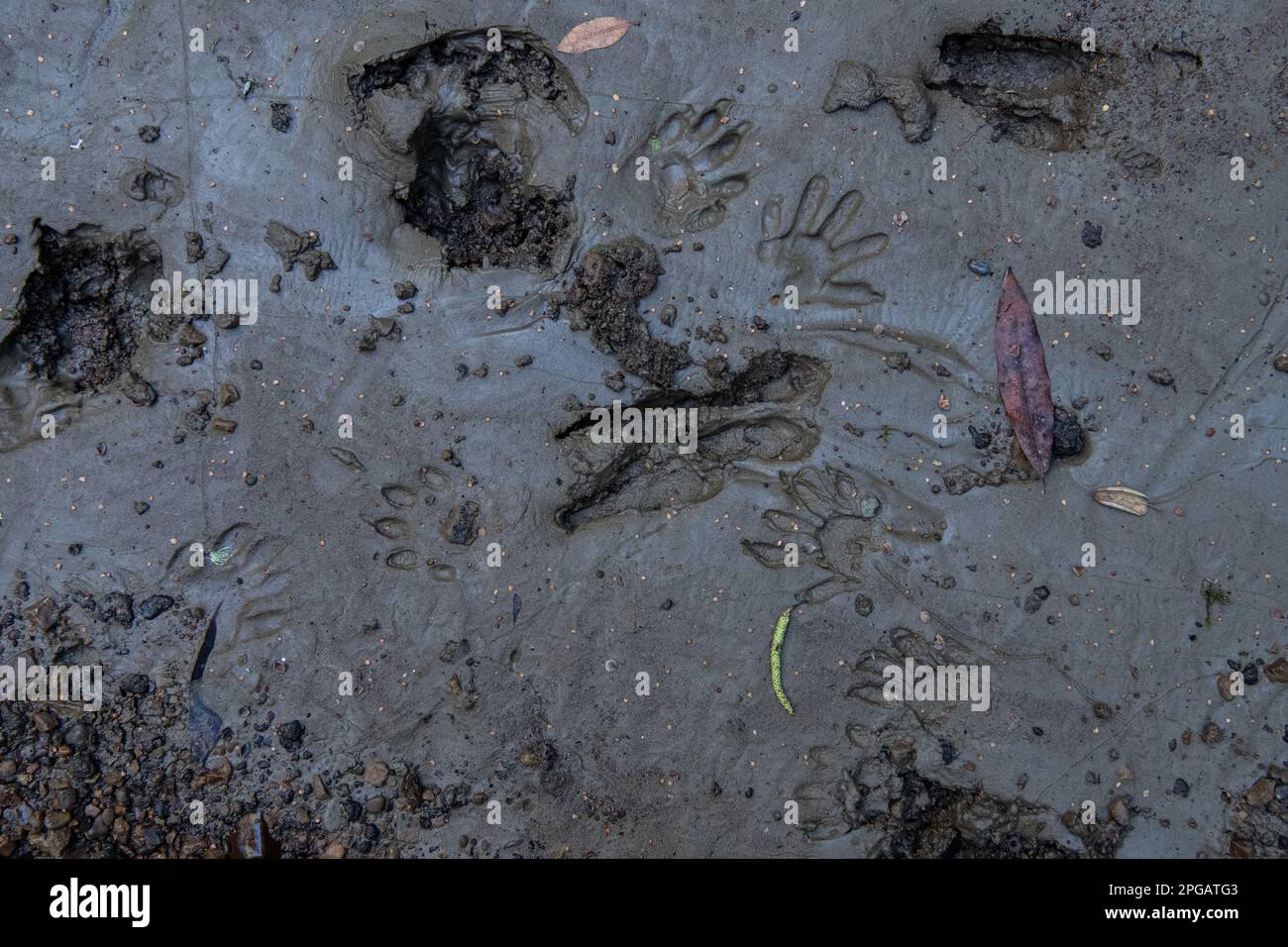 Spuren mehrerer Tierarten in Kalifornien, Fußabdrücke von Waschbären und Rehen im Schlamm. Stockfoto