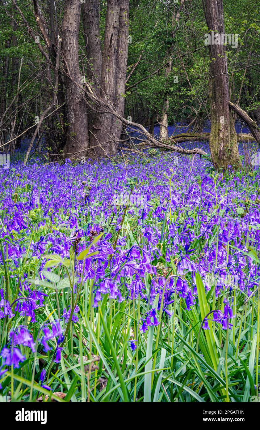 Teppich aus englischen Bluebells oder Hyacinthoides non-scripta im Frühjahr in Wäldern, East Sussex, England Stockfoto