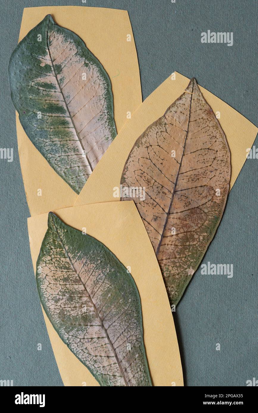 Getrocknete Blätter und Papier auf Grün Stockfoto