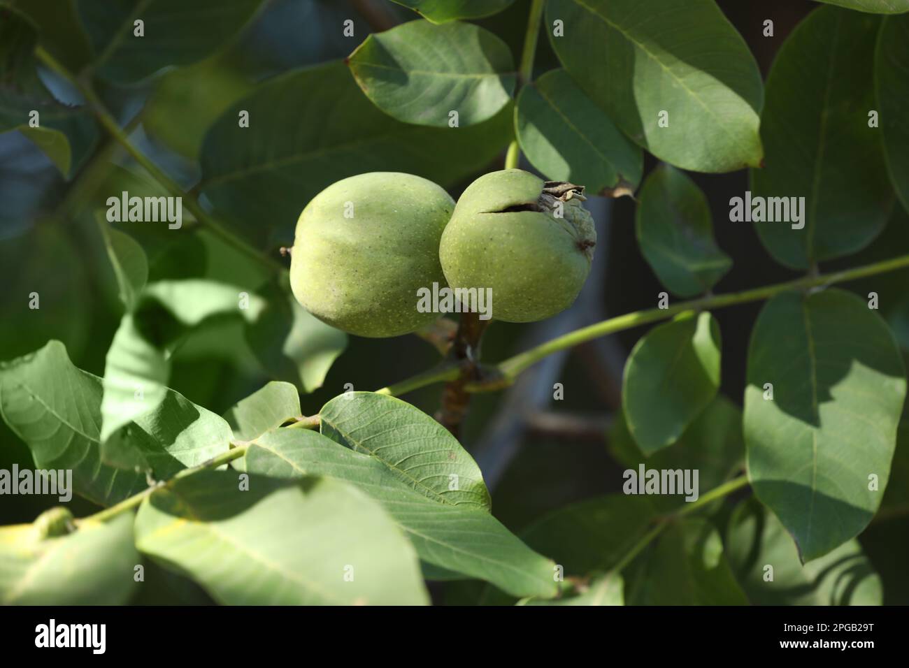 Reife Walnüsse in Hüllen, die im Freien wachsen, Nahaufnahme Stockfoto
