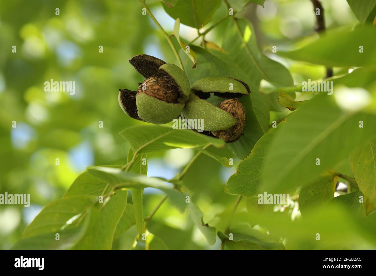 Reife Walnüsse in Hüllen, die im Freien wachsen, Nahaufnahme Stockfoto