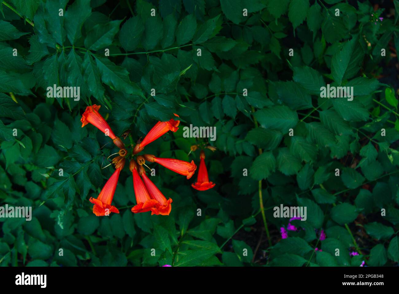 Rote Blüten von Campsis grandiflora entlang der Straße in Blüte im Sommer auf dunklem Hintergrund. Campsis grandiflora, allgemein bekannt als die Chinesen Stockfoto