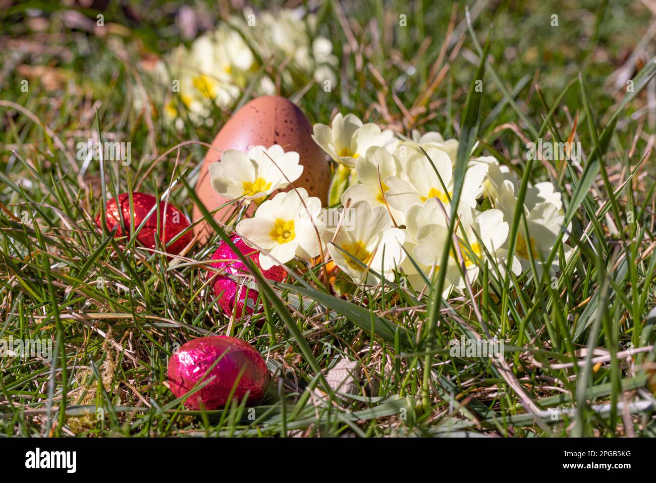 Gelbe Primrosen (Primula) mit Ostereiern, Wiese, Nahaufnahme Stockfoto