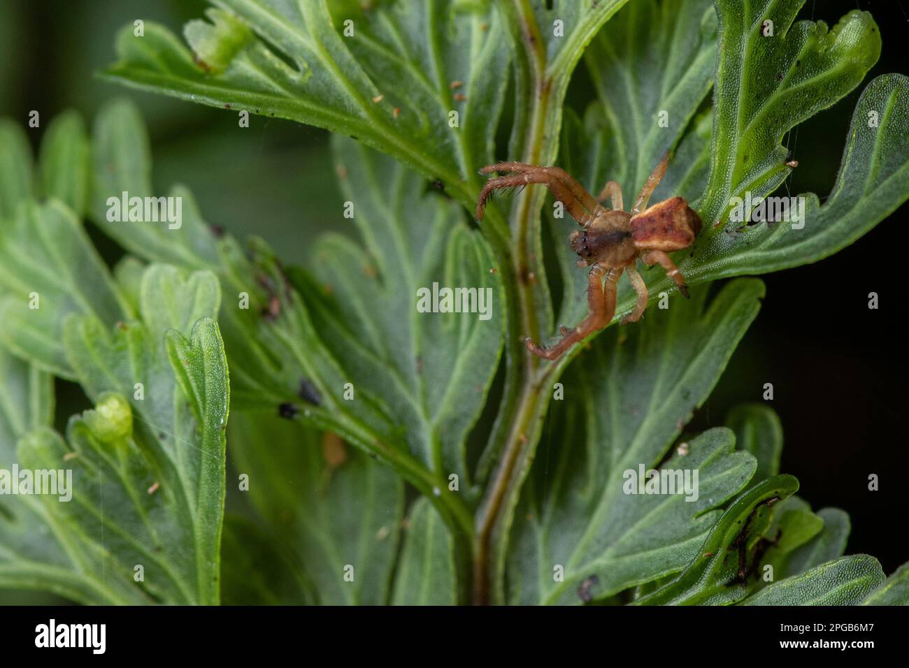 Krabbenspinne mit quadratischem Ende, Sidymella angularis, eine Spinnenart, die in Aotearoa Neuseeland endemisch ist - diese Spinne stammt von Stewart Island im Süden. Stockfoto