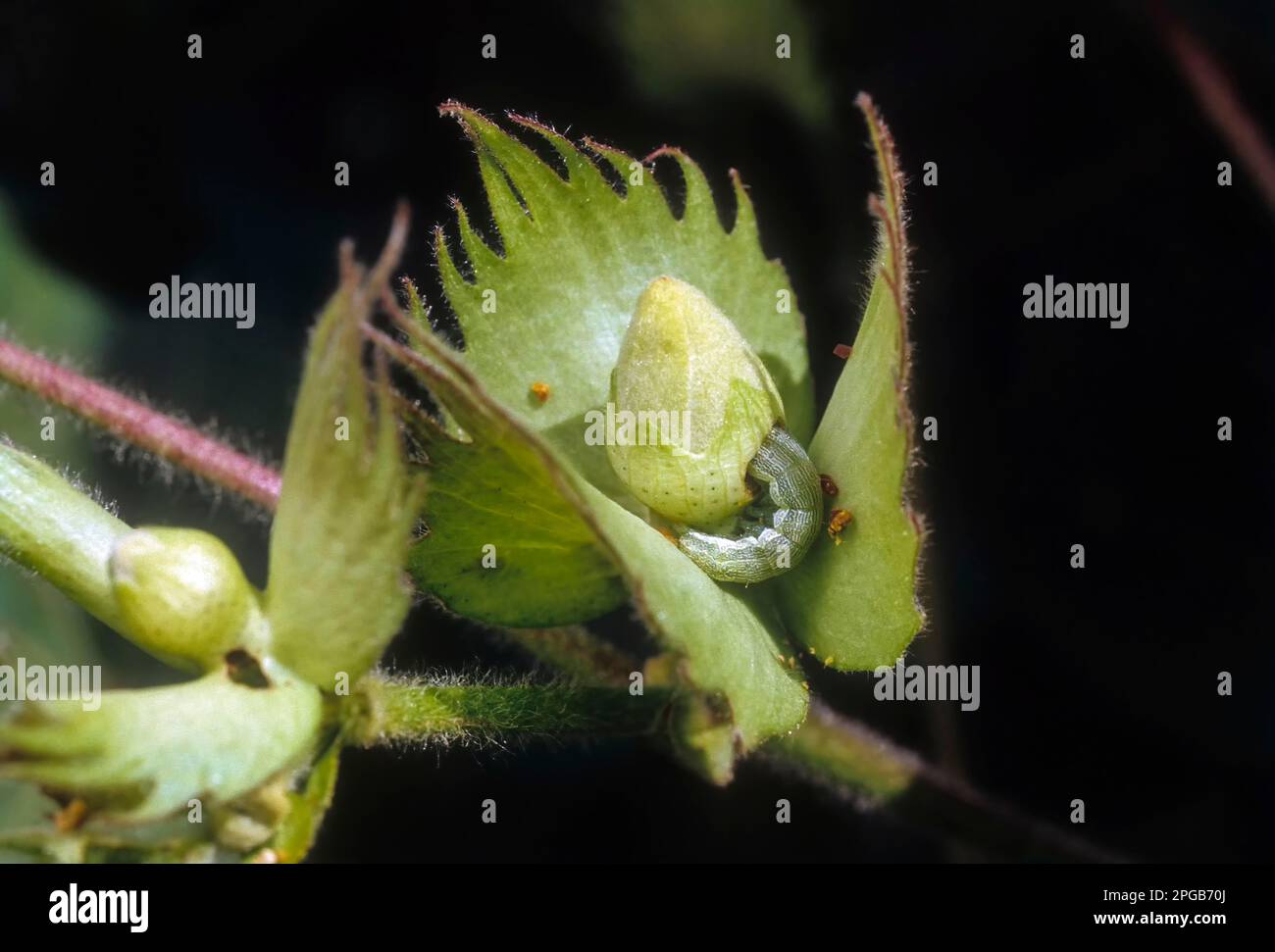 Amerikanischer puppenwurm auf Baumwollblume (Heliothis armigera) Tamil Nadu, Südindien, Indien, Asien Stockfoto