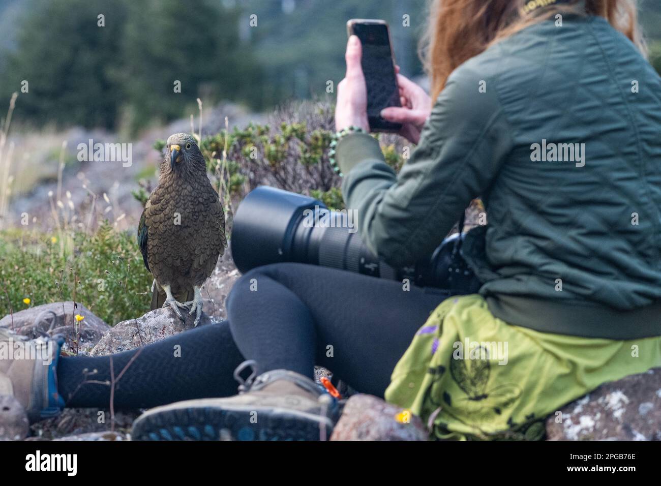 Eine Frau macht Fotos, während sich ein Kea (Nestor Notabilis) ihr im Arthur's Pass Nationalpark auf der Südinsel Neuseelands nähert. Stockfoto