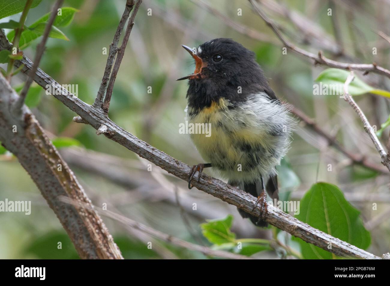 Die südliche Insel-Unterart der Titmaus, Petroica macrocephala macrocephala, ein einheimischer Vogel nach Neuseeland aus dem Arthur's Pass National Park. Stockfoto