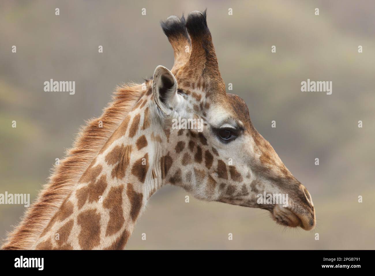 Giraffe (Giraffa camelopardalis), Porträt, Arusha-Nationalpark, Tansania, Ostafrika Stockfoto