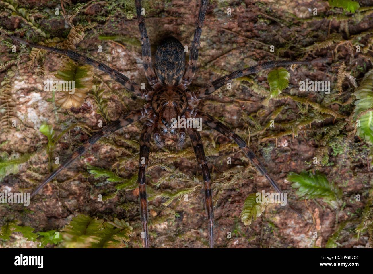 Cycloctenus westlandicus eine Spinnenart aus dem Fiordland-Nationalpark, Aotearoa Neuseeland, die gut getarnt an der Rinde eines Baumstamms ist. Stockfoto