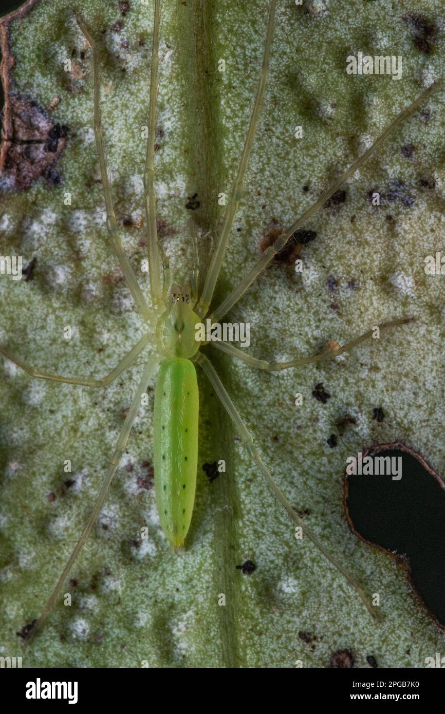 Eine kleine grüne Ischalea Spinipes auf einem Blatt, eine in Neuseeland endemische Spinne, gefunden im Fiordland National Park auf der Südinsel. Stockfoto