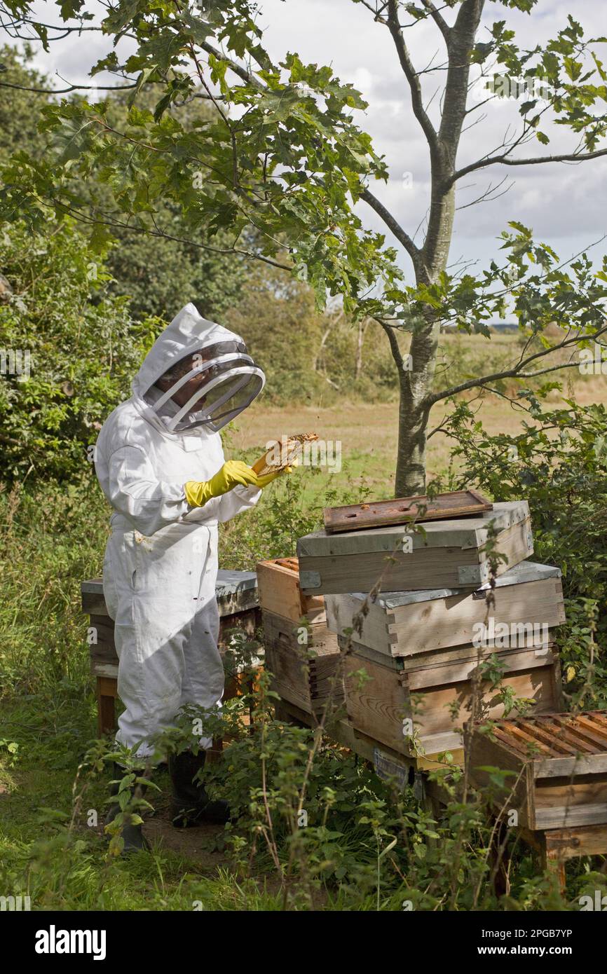 Bienenzucht, Imker inspiziert Arbeiter von Western Honey Bee (APIs mellifera), auf Gestell von Hive, Suffolk, England, Vereinigtes Königreich Stockfoto