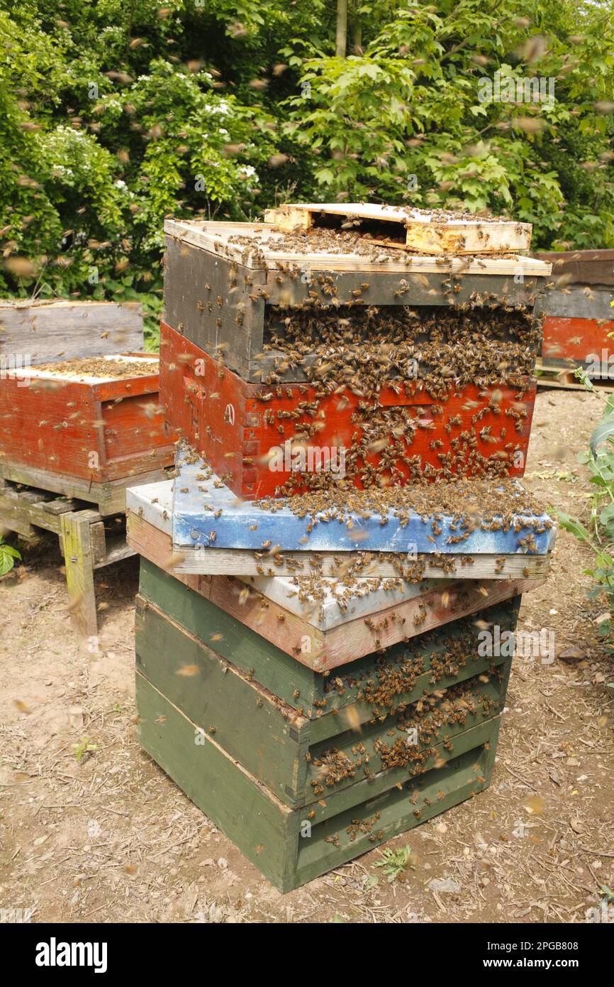 Professionelle Bienenzucht, Western Honey Bee (APIs mellifera) Bienenstöcke zur Untersuchung geöffnet, Shropshire, England, Vereinigtes Königreich Stockfoto