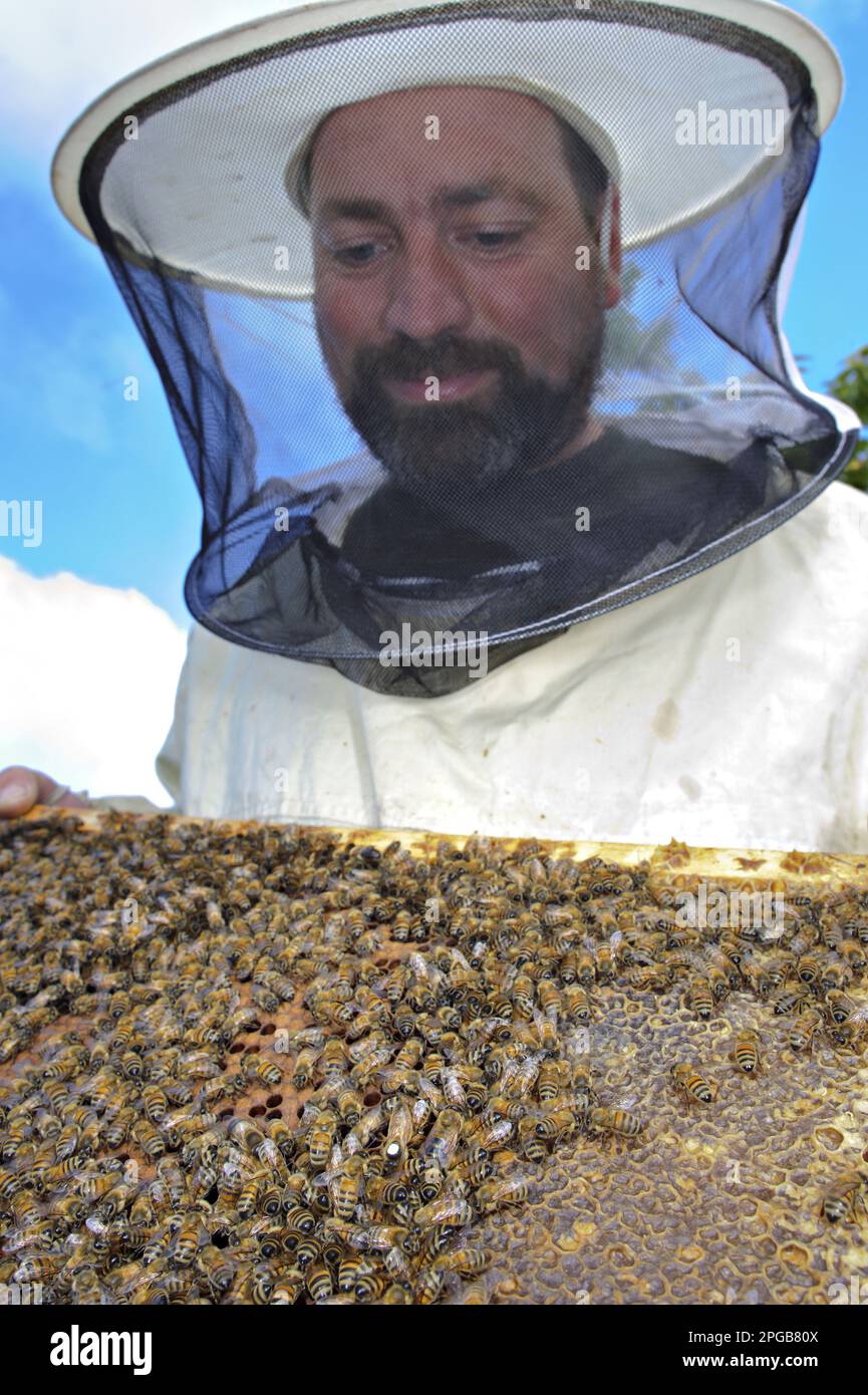 Westliche Honigbienen, westliche Honigbienen, Europäische Honigbienen, Europäische Honigbienen, Honigbienen, andere Tiere, Insekten, Tiere, Bienen, Biene Stockfoto