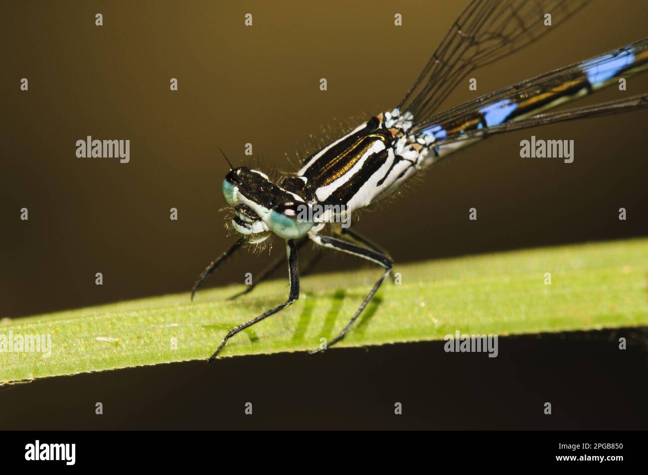 Schwammflosse (Coenagrion pulchellum), Fledermaus, andere Tiere, Insekten, Libellen, Tiere, schwankende Mutterfliege, weiblich, Nahaufnahme Stockfoto