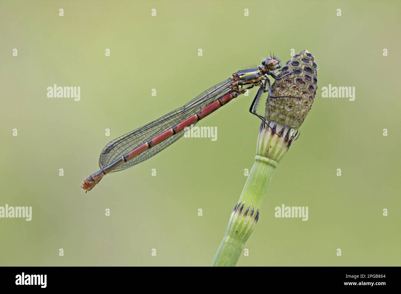 Großrot große rote Jungfliege (Pyrrhosoma nymphula), Erwachsener, ruht auf Sumpfschachtel (Equisetum palustre), Leicestershire, England, Großbritannien Stockfoto