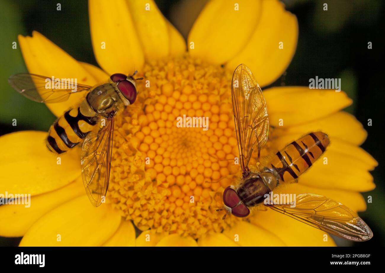 Marmelade-Hoverfly (Syrphus ribesii) (Episyrphus balteatus) und Marmelade-Hoverfly, Erwachsene, auf der Blüte von Mais-Rattenschwanz Stockfoto