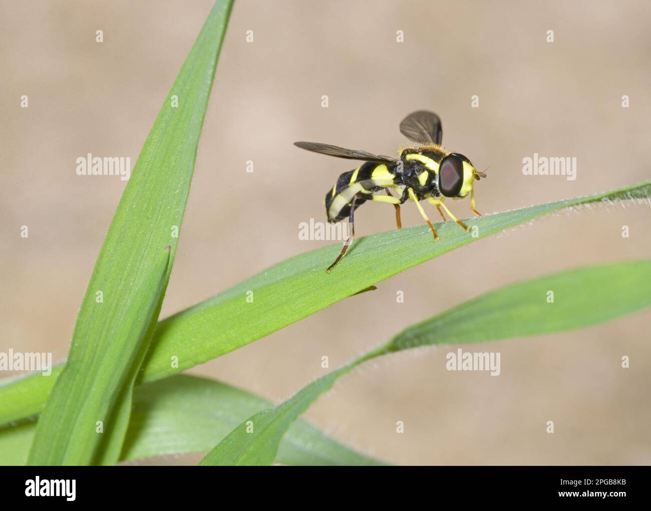 Spätgelb-umrandeter Hoverfly (Syrphidae) (Xanthogramma pedissequum), Spätgelb-umrandeter Hoverfly, andere Tiere, Insekten, Tiere, Hoverfly Erwachsener Stockfoto