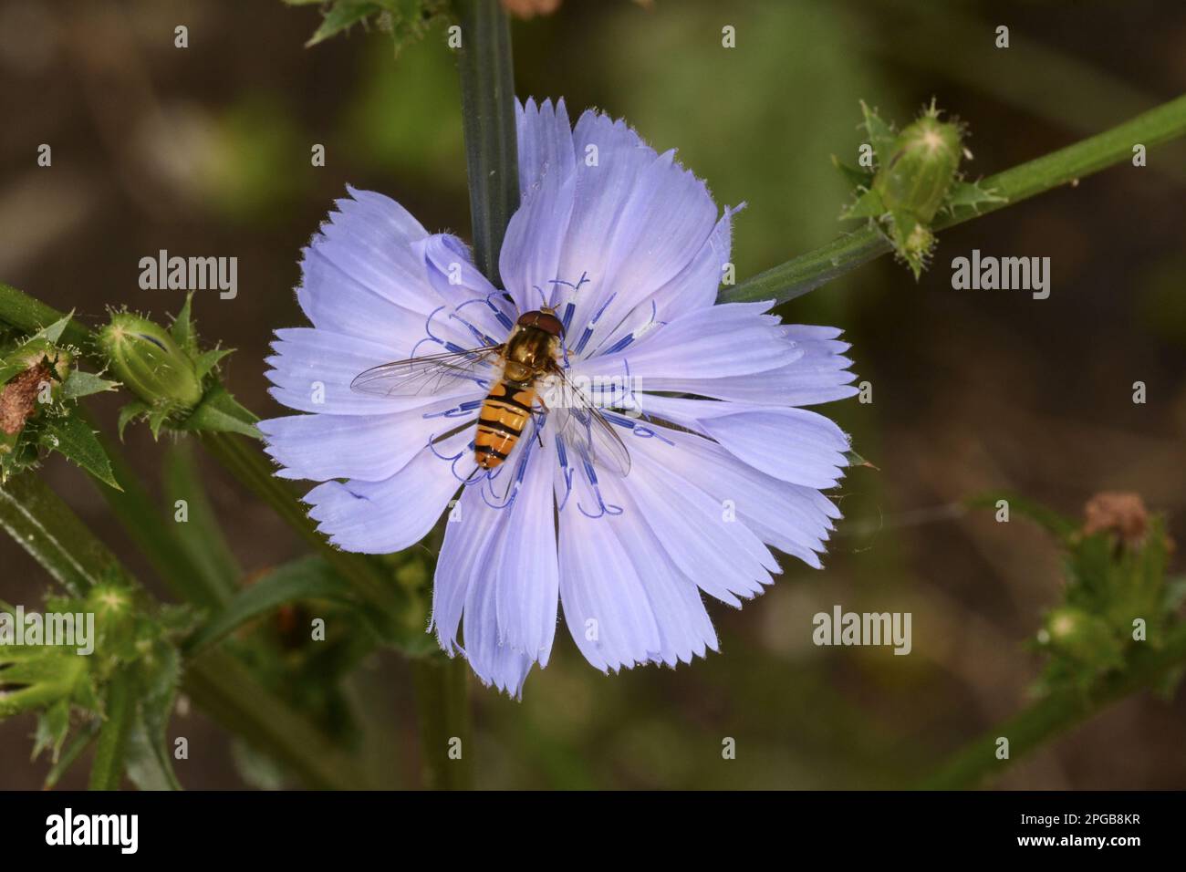 Marmelade-Hoverfly (Episyrphus balteatus), ausgewachsen, ruht auf der Chicorée (Cichorium intybus) von Chicorée, Oxfordshire, England, Vereinigtes Königreich Stockfoto