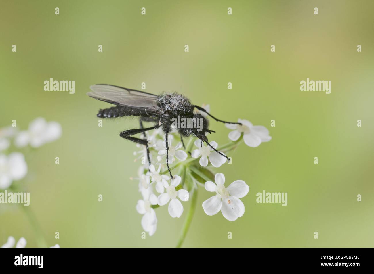 Marschfliege, Marschhaarfliege, Markus Fliege, Markus Fliege, Marschhaarfliege, Markus-Fliege, Markus-Fliege, andere Tiere, Insekten, Ti Stockfoto