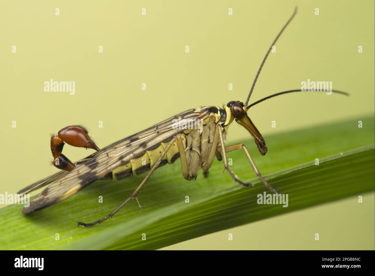 Männlich, männlich, männlich, männlich, auf Blatt ruhend, Leicestershire, England, Vereinigtes Königreich Stockfoto