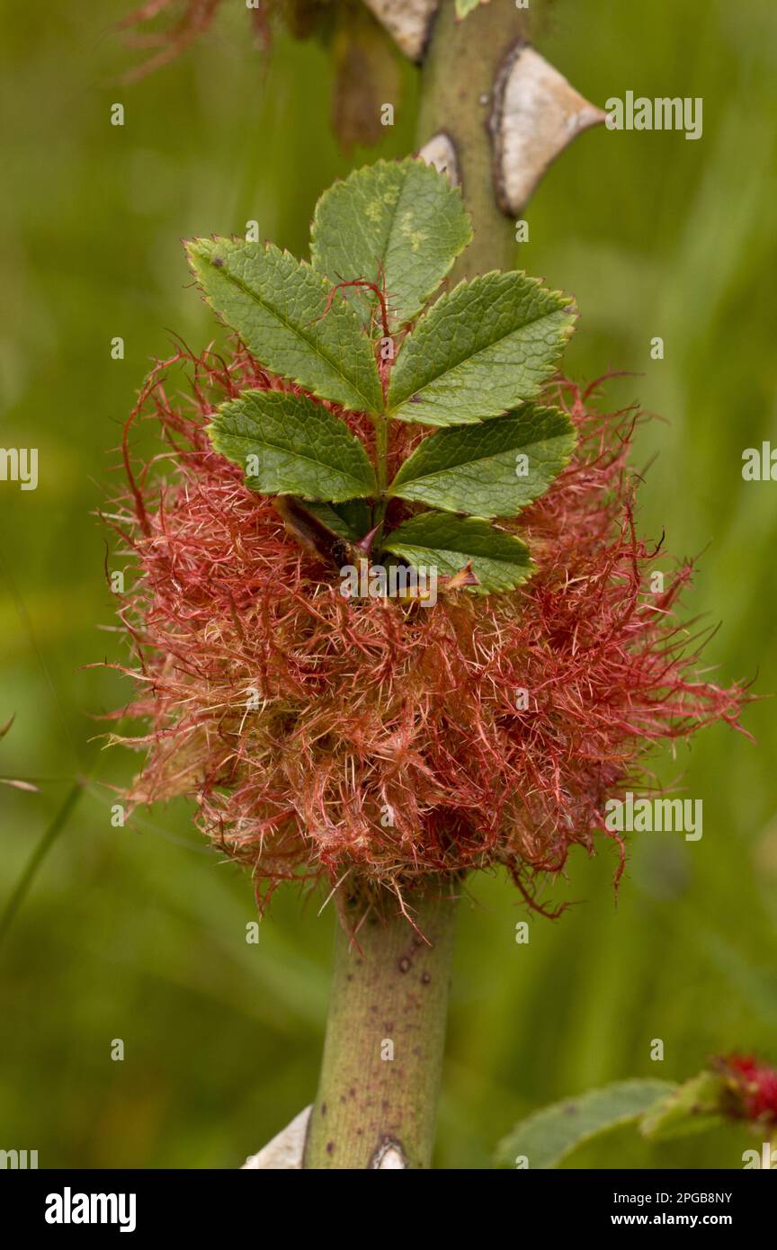 Rhodites Rosae, Mossyrose Gallenwespen, Gallenwespen, Gallenwespen, andere Tiere, Insekten, Tiere, Robins Kissengalle (Diplolepis rosae), auf Rose Stockfoto