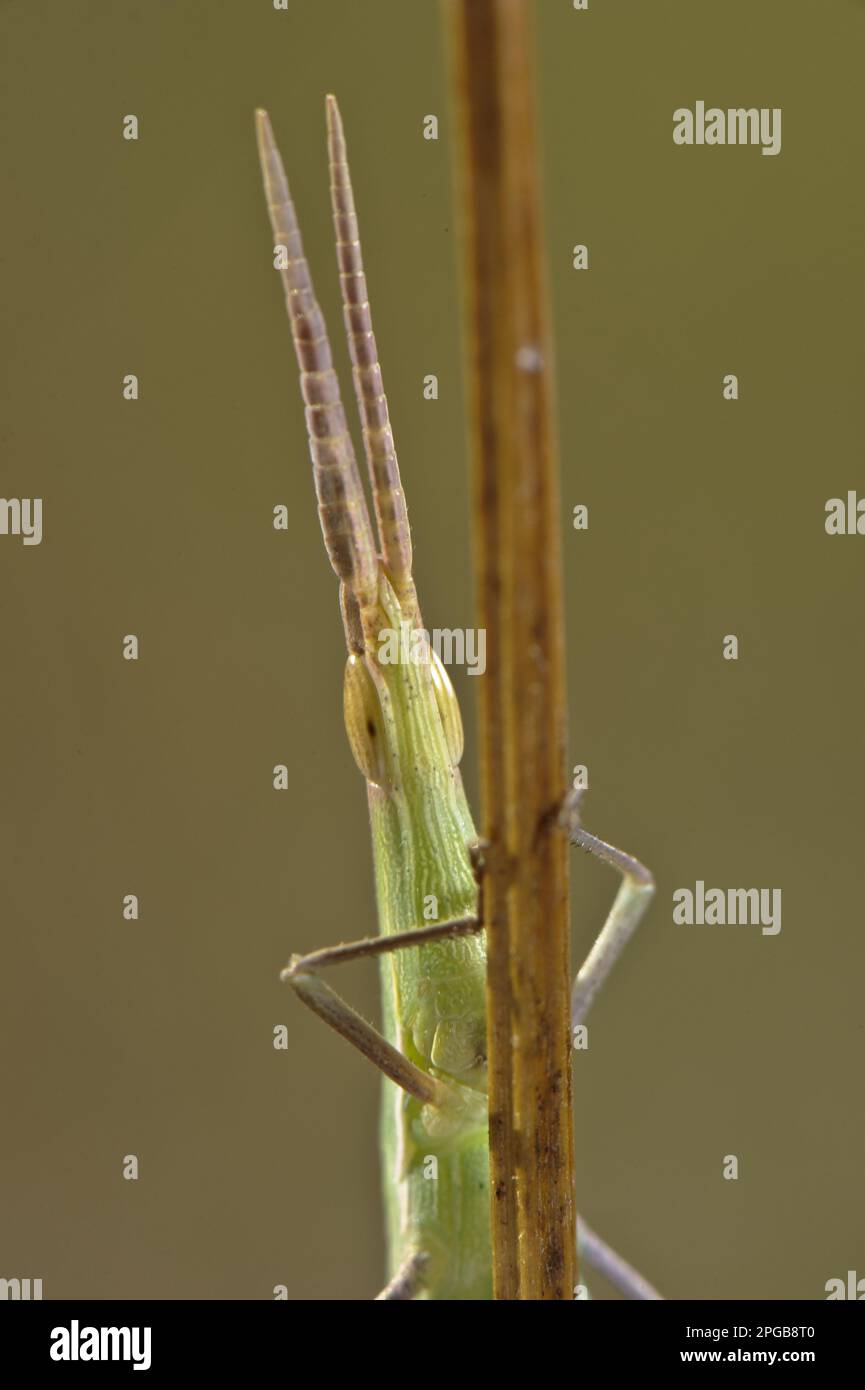 Mediterraner Grashüpfer mit schrägem Gesicht (Acrida ungarica mediterranea), männlich, Nahaufnahme des Kopfes, auf dem Stiel, Italien Stockfoto