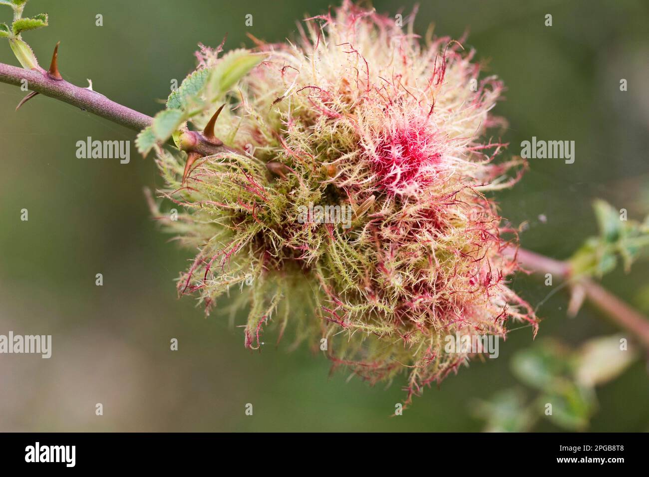 Rhodites Rosae, Gallewespen, Moossyrose Gallenwespen, Gallewespen, Galle Wespen, andere Tiere, Insekten, Tiere, Robins Kissengalle Stockfoto