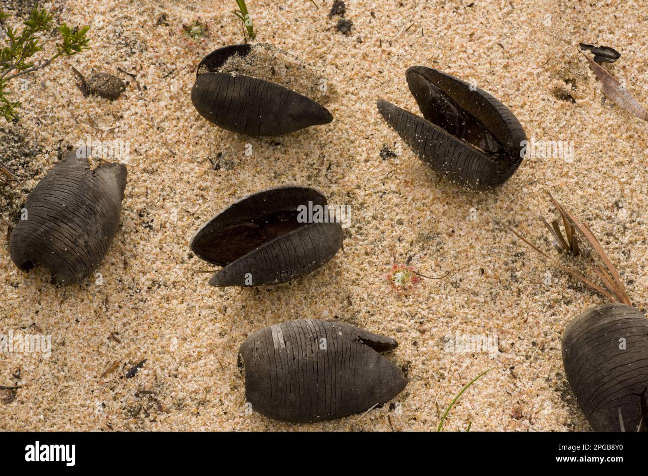 Früchte des Cricketballs Hakea (Hakea platysperma), auf Sand in Kwongan Heath, Alexander Morrison N. P. Westaustralien, Australien Stockfoto