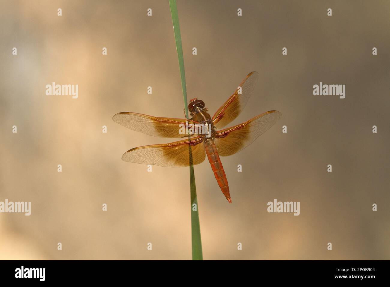 Andere Tiere, Insekten, Libellen, Tiere, Flame Skimmer auf Schilf Zion Canyon Utah USA Stockfoto